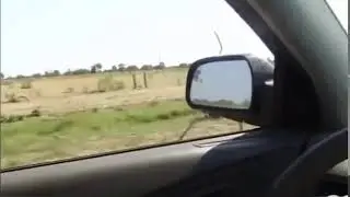 Страус пошёл