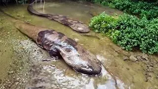 Chinese Giant Salamander 🦎 Rivers HIDE This Monster!