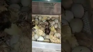 расписные перепелки