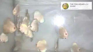 | Import line Blue Diamonds Discus Fish  | Blue Diaminds Discus Fish |
