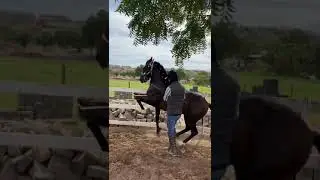 CABALLO BAILADOR