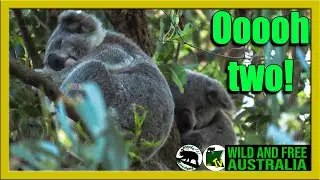 When there are two koalas      |     Momo and Astra     |     Australia all over