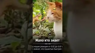 Кому интересно в коментах всё напишит брат потпишись нас уже *** 😳😳