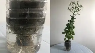 DIY Hydroponic System: Transform 2 Plastic Bottles into a Thriving Garden! Easy guide for beginners
