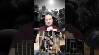 Эксперимент Парк крыс 