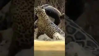 ягуар и Кайман