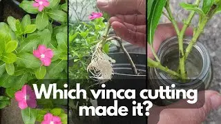 VINCA CUTTINGS PROPAGATION | Which one worked better?