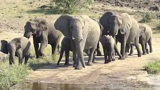 Loud Trumpeting & Rumbling | Elephant Breeding Herd & Baby Elephants | Mud Bathing | Drinking