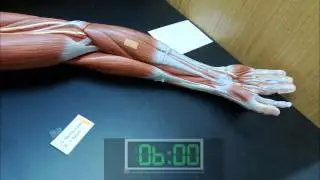 Muscle Practicum