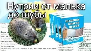 Доход от нутрий на сайте Нутрии от малька до шубы