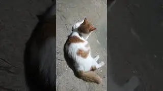 kucing lemas