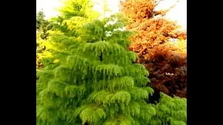 Прочие #хвойные1 Other #conifers1 #Хвойные растения41 #Conifers41 Декоративные растения