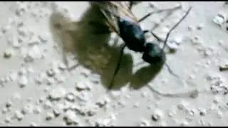 Camponotus floridanus Insect