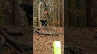 Können entlaufene Auslandshunde bei uns glücklich werden? 