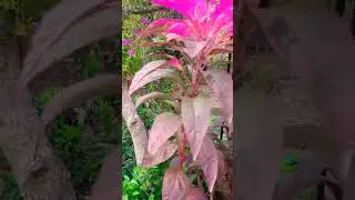 #flowers