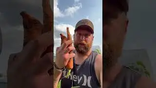 How to grow carrots