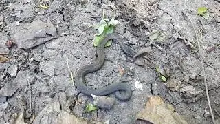 Гадюка Никольского (черная)