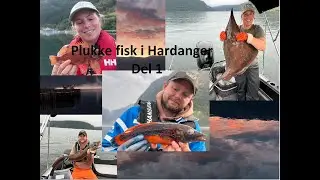Plukke fisk i Hardanger del 1
