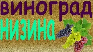 Виноград Низина ➨➨➨➨➨➨