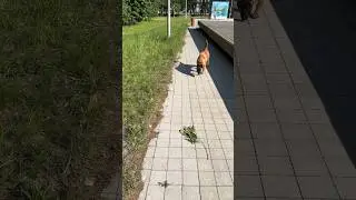 Malinois attacking a pitbull. And they say Malinois are smart 😂 