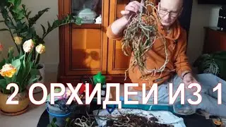 Как я сделал 2 орхидеи из одной.