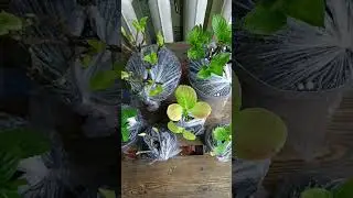 Мои новые гортензии 