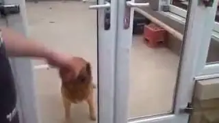 Бедная собака, не видит что в двери нет стекла