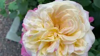 Обзор моих роз по сортам, Кордес Юбилей и другие розы а саду 🌸🌟🌺🌟🧚🏻‍♀️