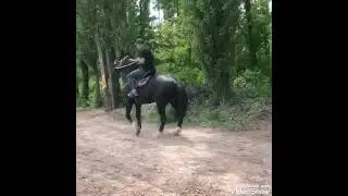 Ноокат тамаша ат