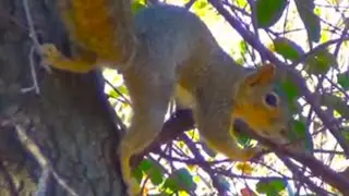 Squirrel yelling