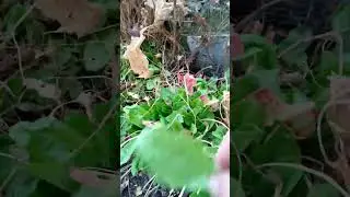 What are you growing? Zone 5a Geothermal Greenhouse