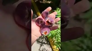 Инжир Поспел