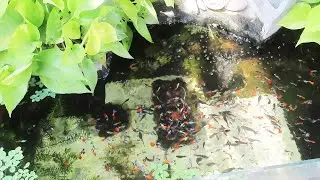 Aquarium (Dumbo Redtail Halfmoon Guppies) After 18 months 😍