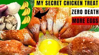 BEST ORGANIC CHICKEN SUPPLEMENT | NO MORE WEAK & SICKY CHICKEN