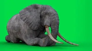 Green screen gajah no copyright