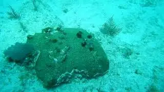 Christmas tree worms