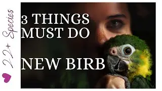 3 Things To Do With Your New Parrot To Ensure WellBeing! | #parrot_bliss #parrot #birds
