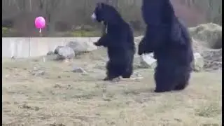Untitled video
