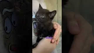 Я всегда обучаю владельцев животных 