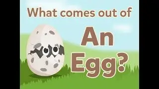What Comes Out Of An Egg? 🐣