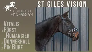 St Giles Vision (Vitalis x Fürst Romancier x Donnerhall)