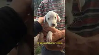Может ли собака ИЗМЕНИТЬ твою жизнь? #влог #блог #vlog