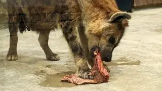The HYENA is having lunch.