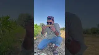 Очень Сладкая Дыня Узбекская Дыня с Поля Польза Узбекистан Узбечка 
