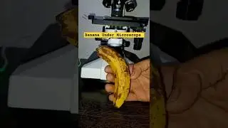 Banana Under Microscope 🍌