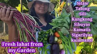 Harvest today: Sitaw, Sigarilyas, Sili, Kangkong atbp.