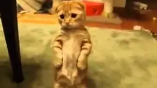 Милый дрессированный котенок