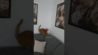 ❤️Кот Артём❤️