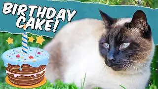 We spoilt our Siamese Cat with a birthday cake