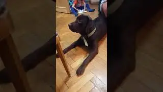 Деймон и одно из любимых занятий, просмотр телевизора!